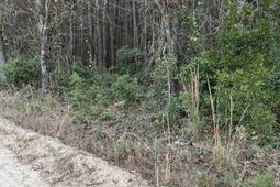 00 Ryn Street photo 4