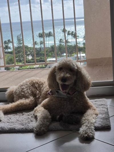 1865 S Ocean Drive, Unit 11N, Hallandale Beach, FL 33009 Photo