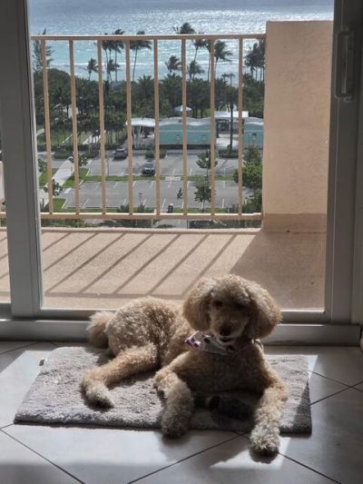 1865 S Ocean Drive, Unit 11N, Hallandale Beach, FL 33009 Photo