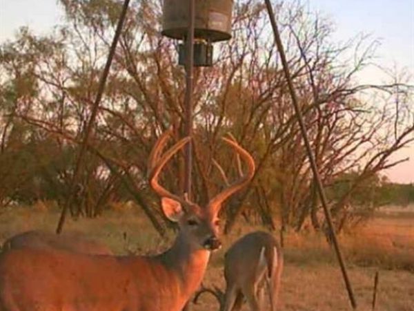 TBD 158.50 ACRES, Trent, TX 79561