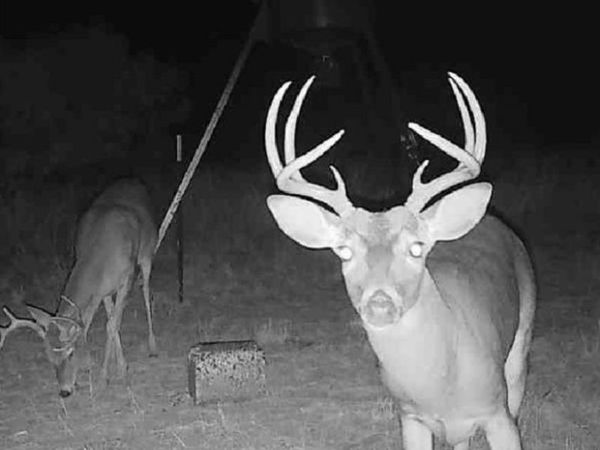 TBD 158.50 ACRES, Trent, TX 79561
