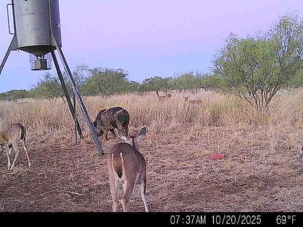 TBD 158.50 ACRES, Trent, TX 79561