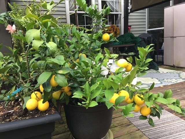 5324 Copley Circle Photo 23