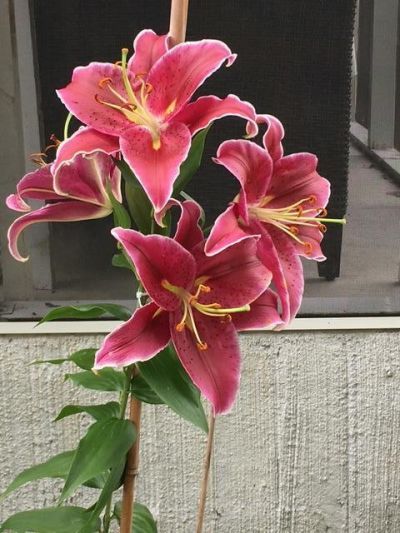 5324 Copley Circle Photo 35