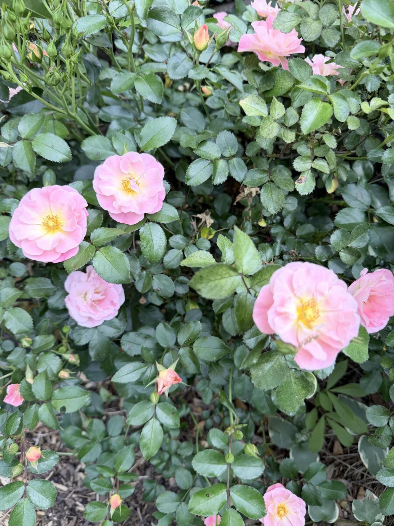 5324 Copley Circle Photo 36