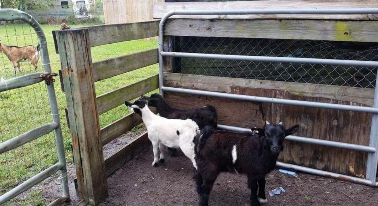 16319 E Cheltenham Drive E, Loxahatchee, FL 33470 Photo