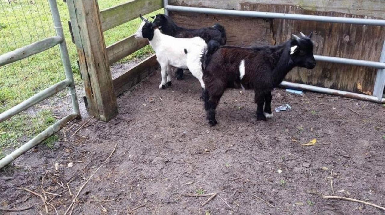 16319 E Cheltenham Drive E, Loxahatchee, FL 33470 Photo