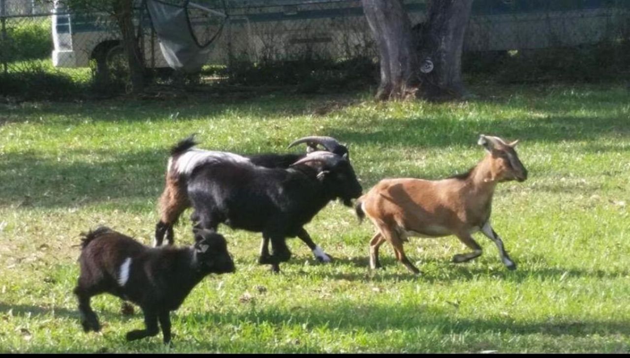 16319 E Cheltenham Drive E, Loxahatchee, FL 33470 Photo