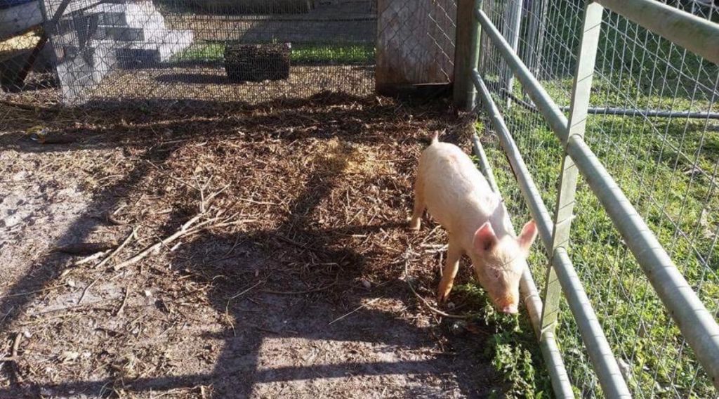 16319 E Cheltenham Drive E, Loxahatchee, FL 33470 Photo