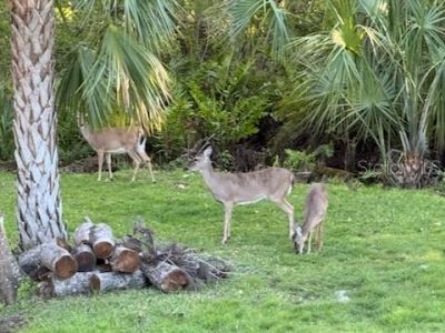 5904 Springrun Court, Holiday, FL 34690 Photo