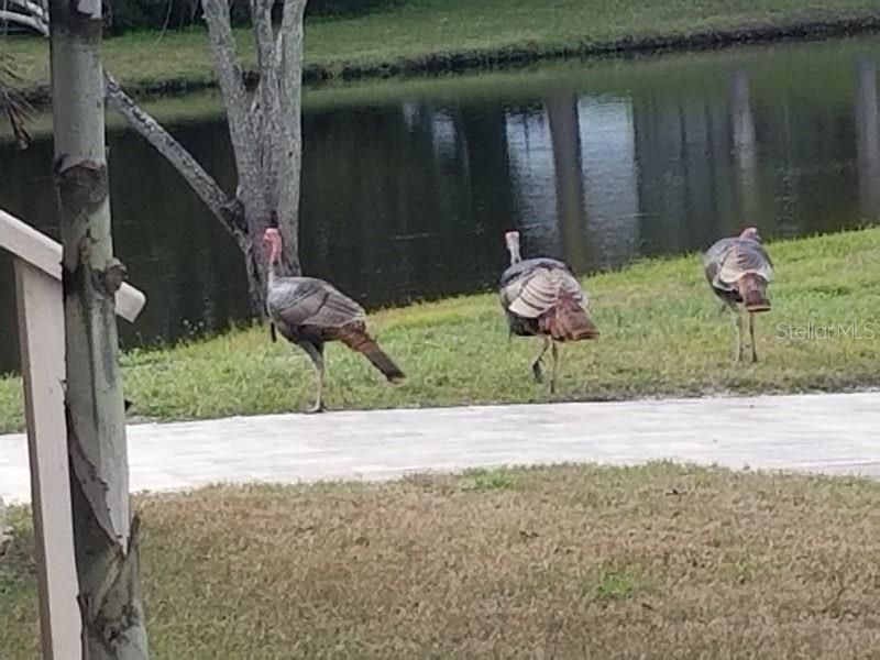 5904 Springrun Court, Holiday, FL 34690 Photo