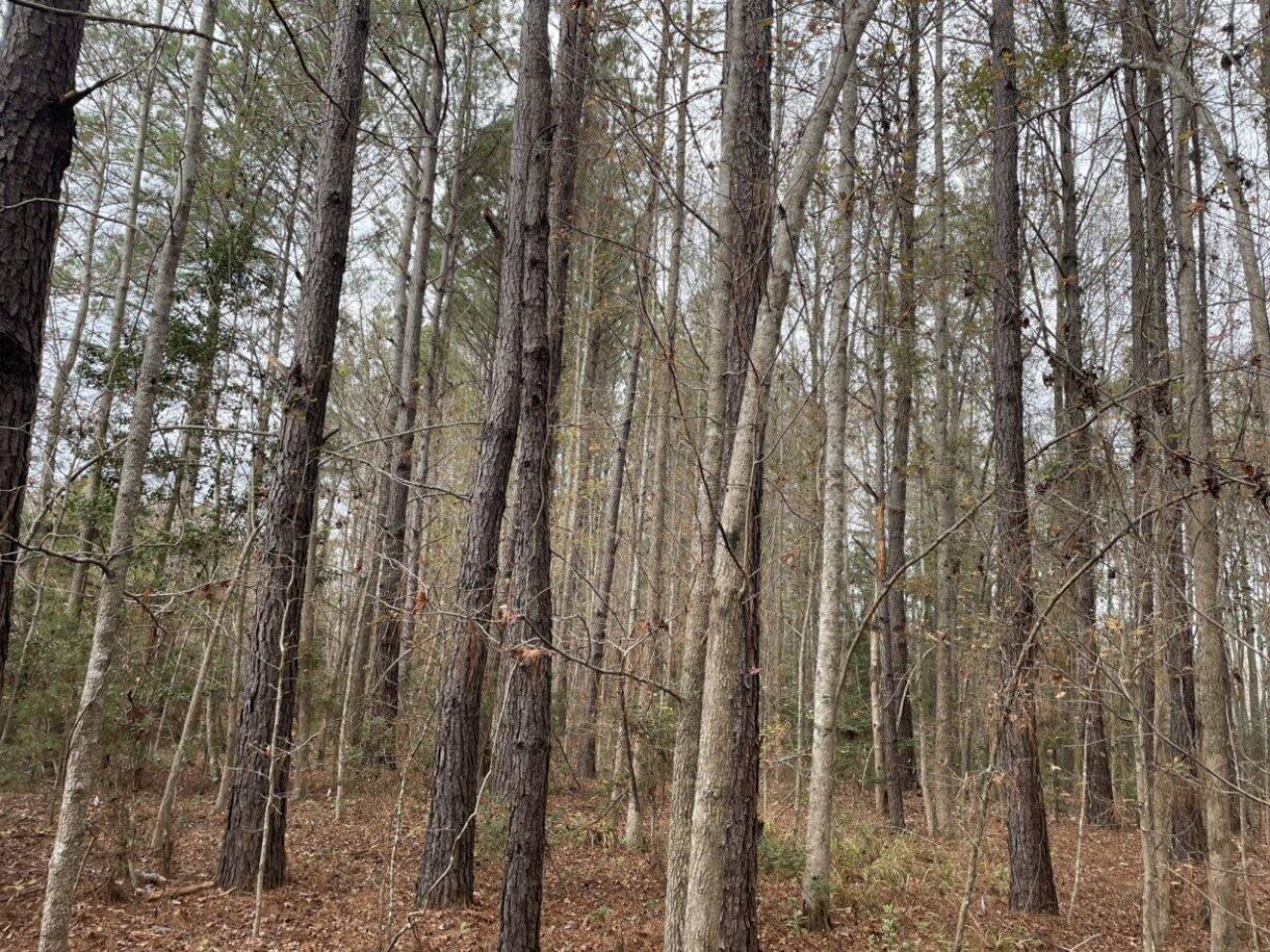 0 Dodge Lane Photo 3