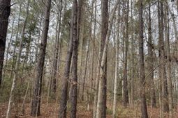 0 Dodge Lane photo 4