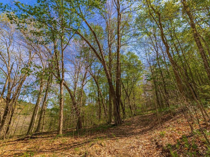 0 Blue Creek Road, Jefferson Twp, OH 45616 Photo 13
