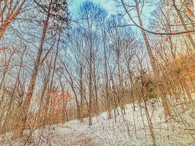 0 Blue Creek Road, Jefferson Twp, OH 45616 Photo 6