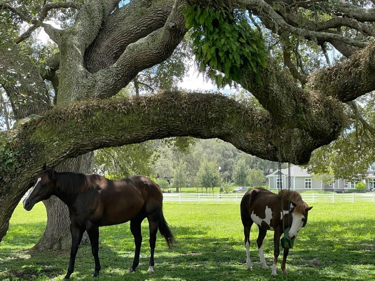 209 Kentucky Blue Circle, Apopka, FL 32712 Photo