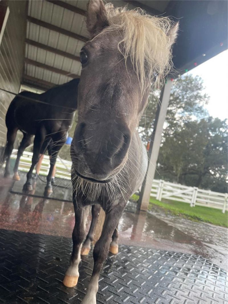 209 Kentucky Blue Circle, Apopka, FL 32712 Photo