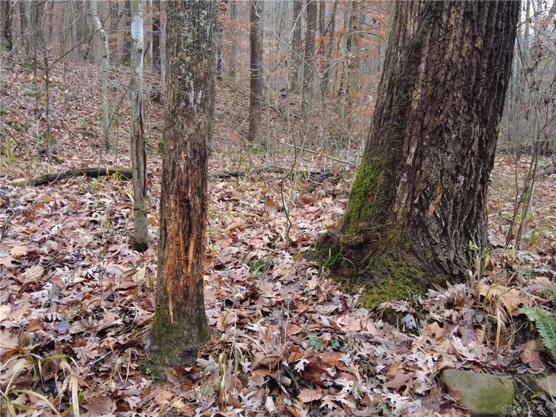 135 Union Hill Road, Peebles, OH 45660 Photo 21