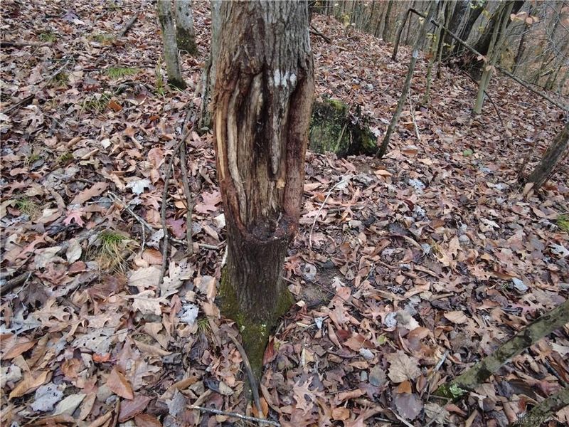 135 Union Hill Road, Peebles, OH 45660 Photo 35