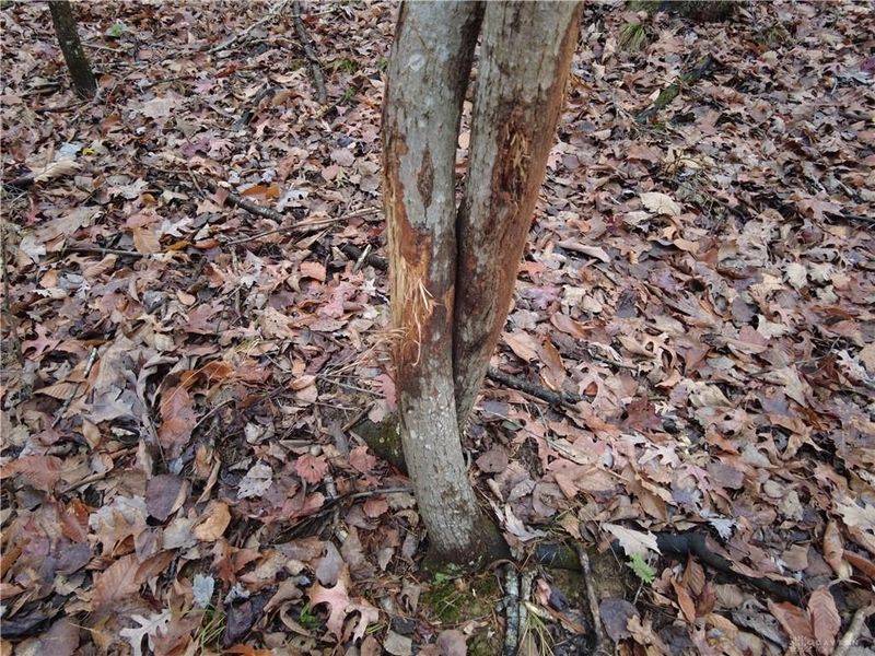 135 Union Hill Road, Peebles, OH 45660 Photo 36