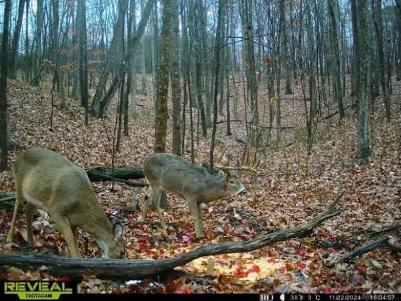 135 Union Hill Road, Peebles, OH 45660 Photo 41