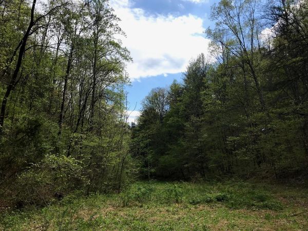 0 Cane Creek Mtn. Road, Tellico Plains, TN 37385
