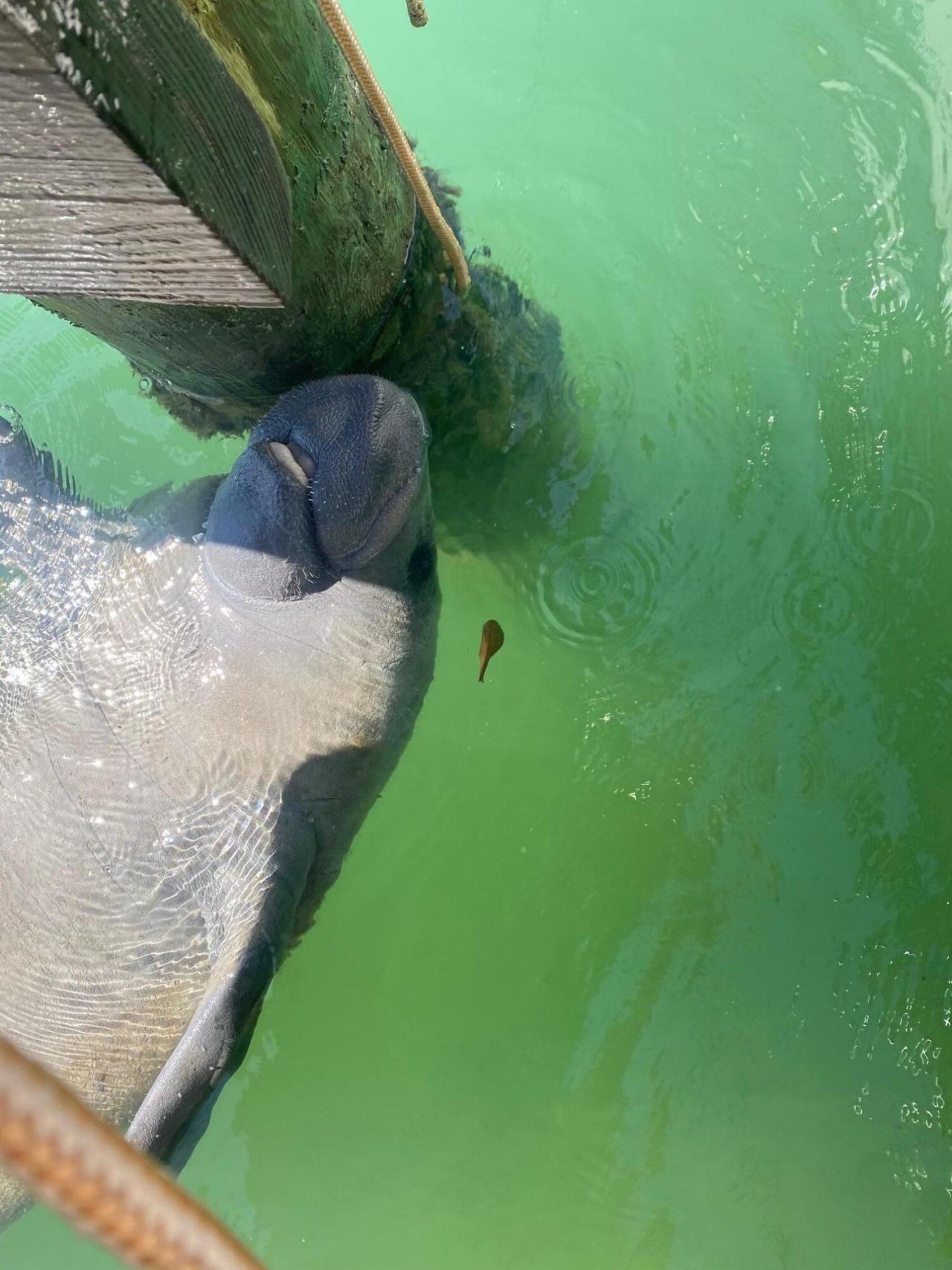 96000 Overseas Highway, Unit U9, Key Largo, FL 33037 Photo