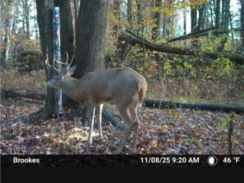 7631 Mines Road SE, Howland, OH 44484 Photo 26