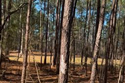 450 River Blf Trail photo 4