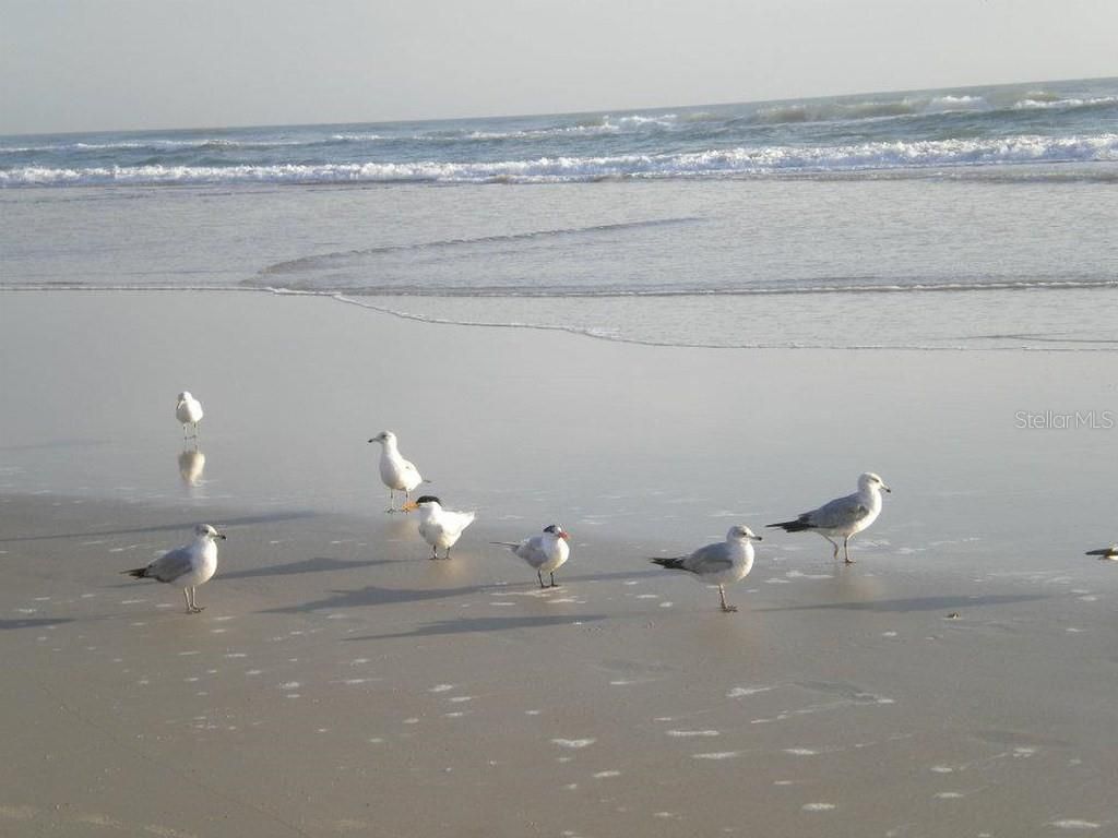 525 Mill Run Drive, New Smyrna Beach, FL 32168 Photo