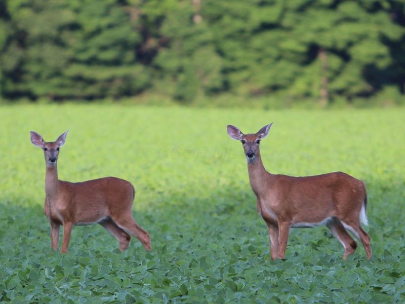 0 Chatham Road, Newark, OH 43055 Photo 6