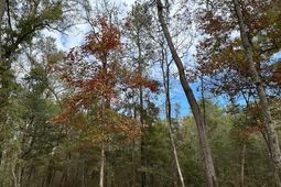 0 Parkers Ferry Rd Road photo 4