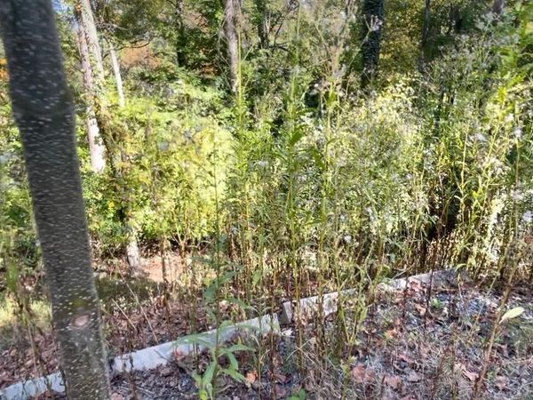 1538 Mayflower Lane, Dandridge, TN 37725