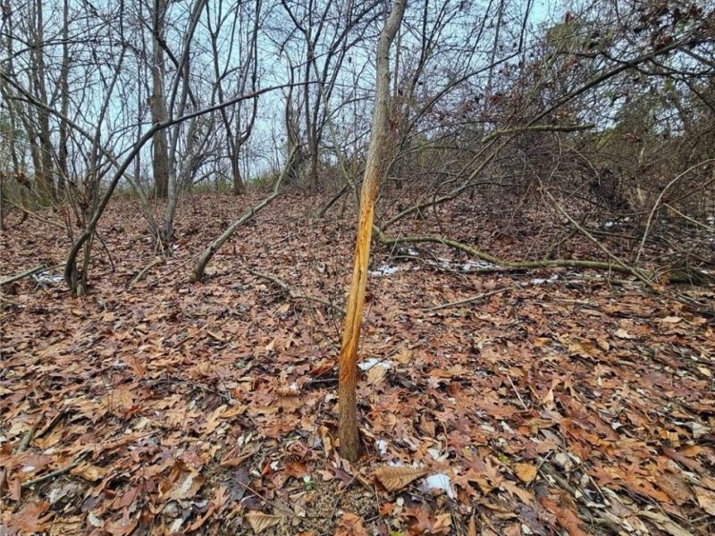 56461 State Route 541, Kimbolton, OH 43845 Photo 5