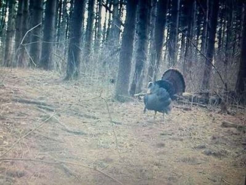 9141 Wesley Chapel Road, Mount Perry, OH 43760 Photo 35