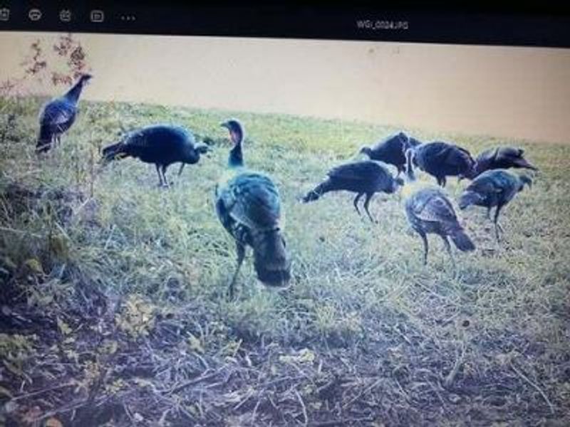 9141 Wesley Chapel Road, Mount Perry, OH 43760 Photo 5