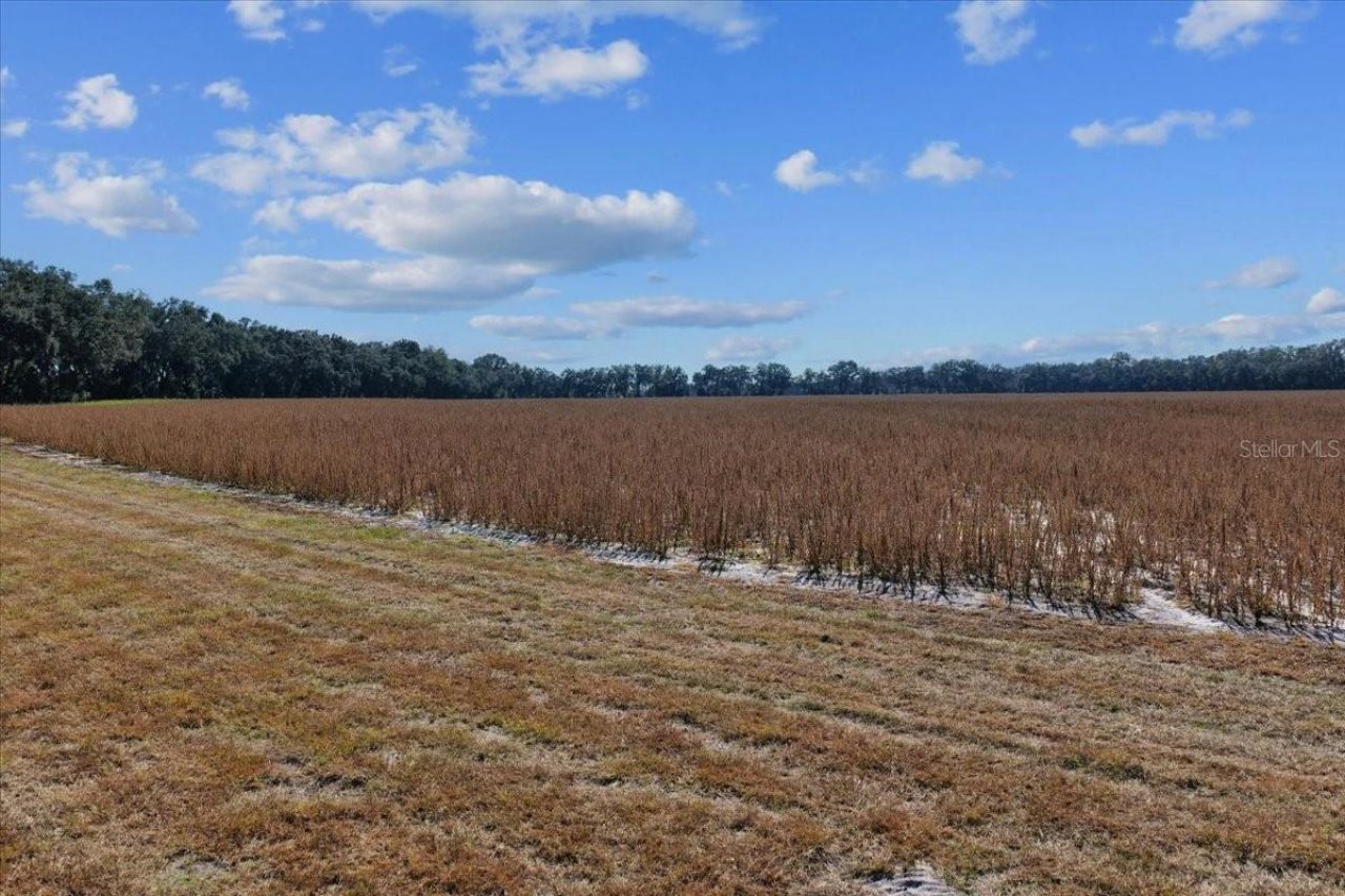 Tbd NE 150 Street, Trenton, FL 32693 Photo