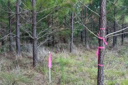 Bff 1a Jc Barefoot Road  photo 4