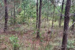 Bff 1a Jc Barefoot Road  photo 4