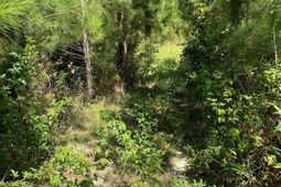 Bff 1a Jc Barefoot Road  photo 4