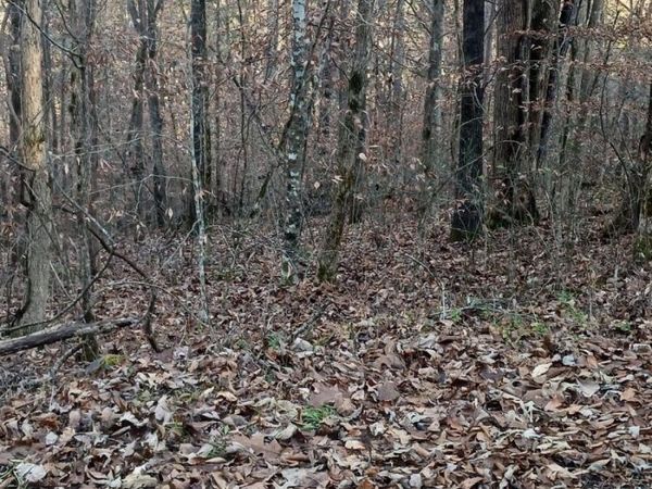 Braden Chapel Rd, Speedwell, TN 37870