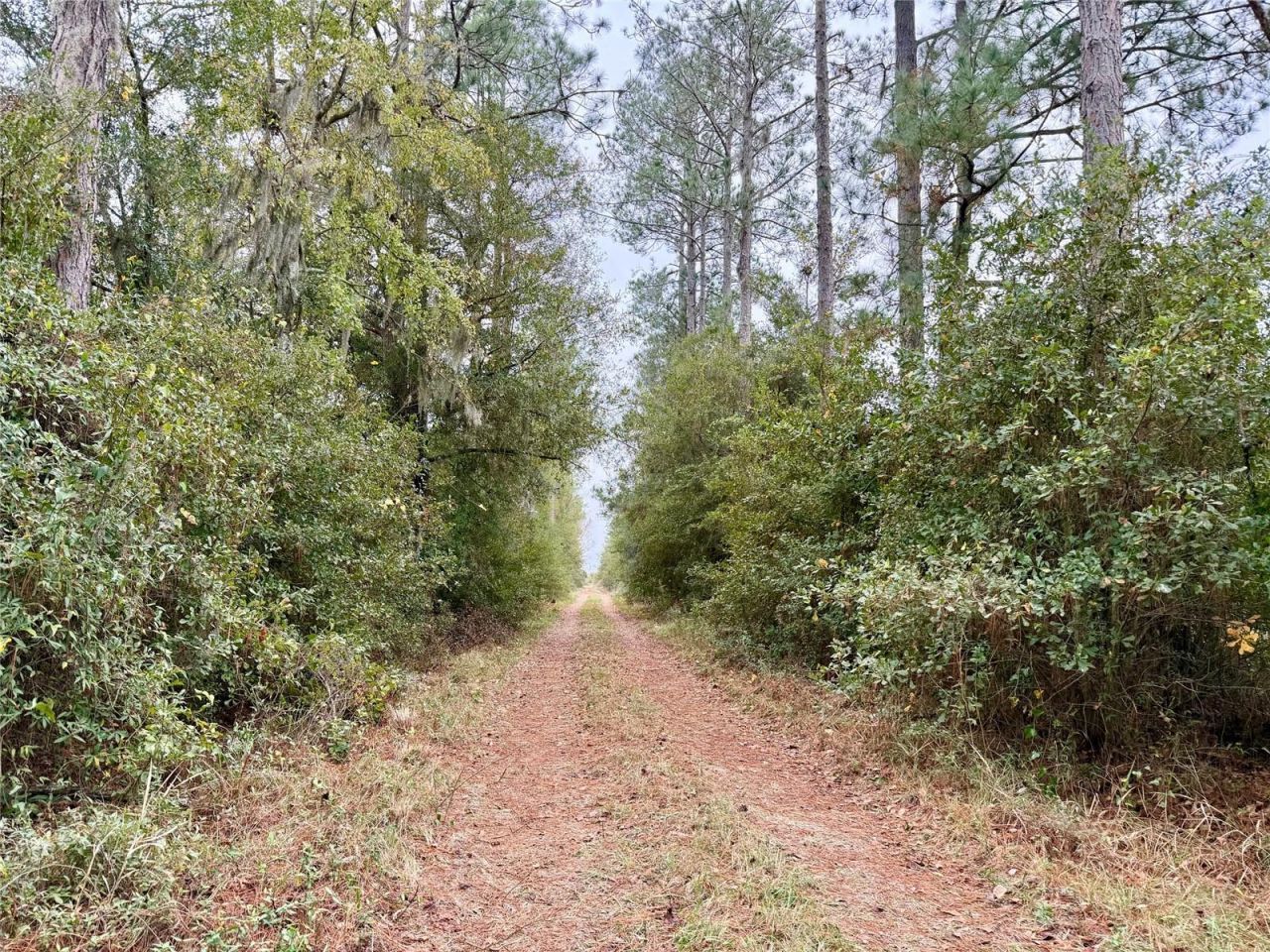 Tbd Cr 235, Brooker, FL 32622 Photo