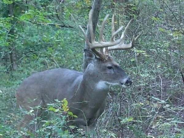 00 Yellow Banks Road, Mulkeytown, IL 62865