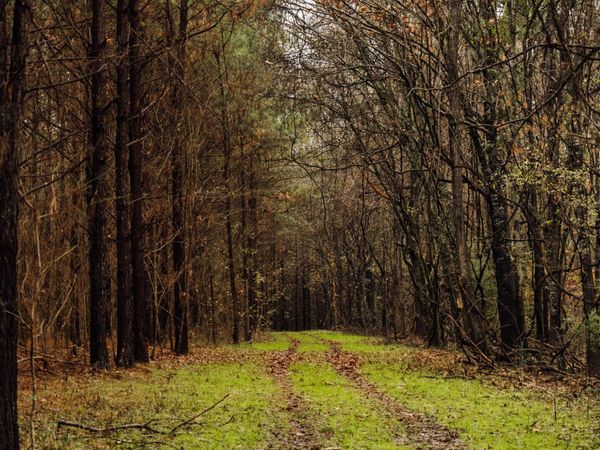 745 Black Jack Road, Benton, MS 39039