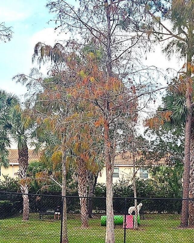 4167 N Haverhill Road, Unit 1111, West Palm Beach, FL 33417 Photo