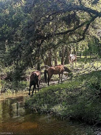 23261 Tuckahoe Rd, Alva, FL 33920 Photo