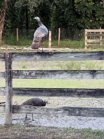 23261 Tuckahoe Rd, Alva, FL 33920 Photo