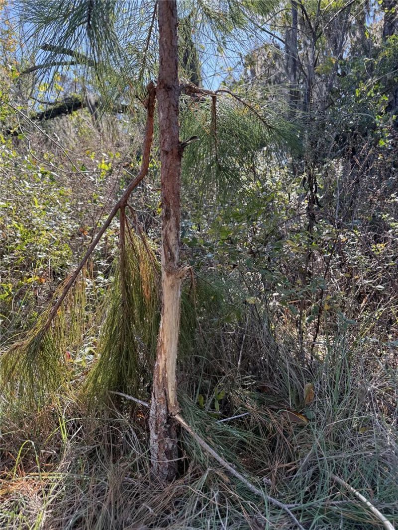 Nw 110th Avenue, Reddick, FL 32686 Photo