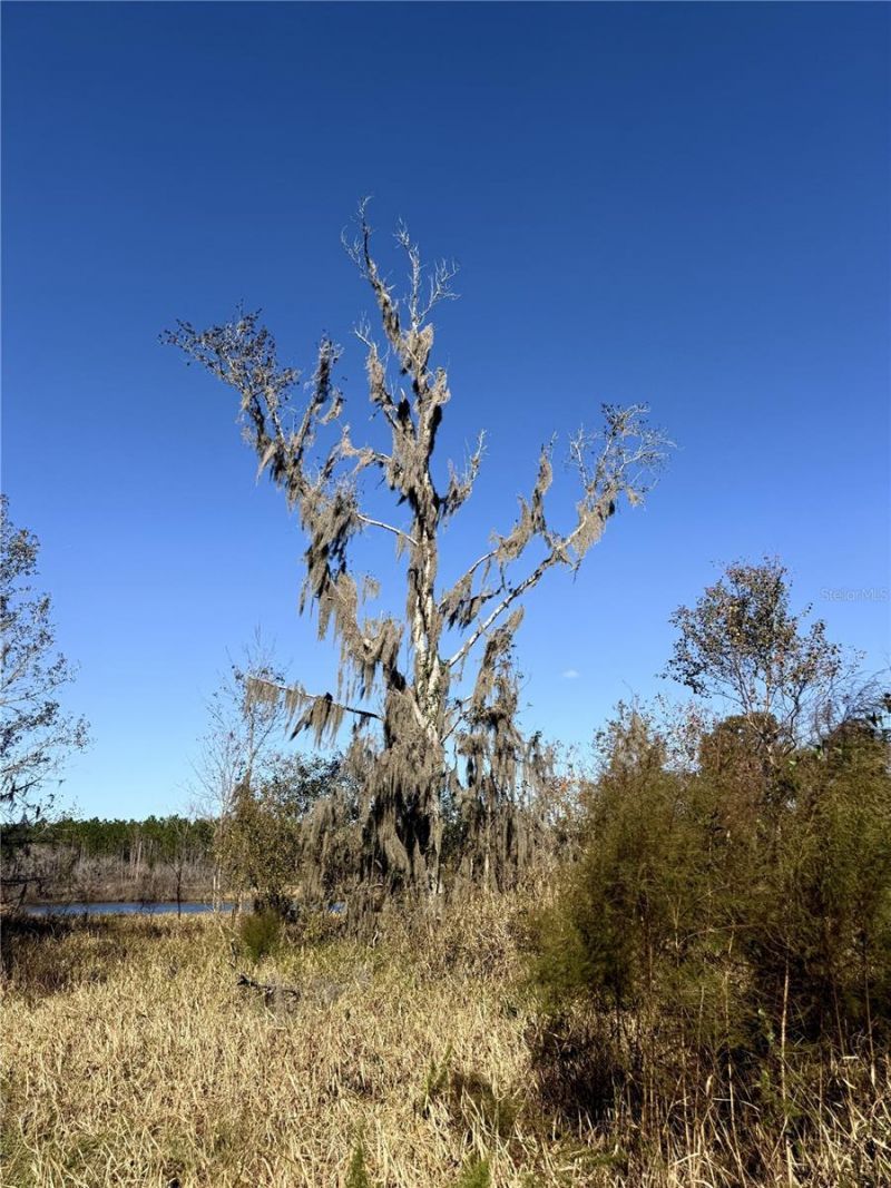 Nw 110th Avenue, Reddick, FL 32686 Photo