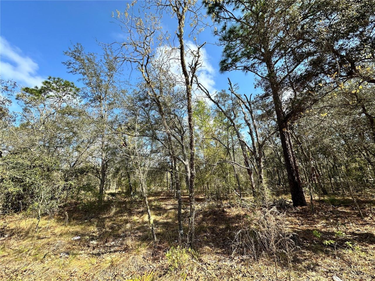 Tbd NE 68th Place, Bronson, FL 32621 Photo